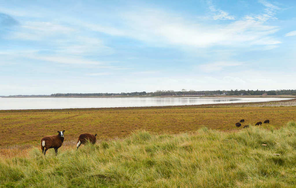 Feriehuse - Havneby , Danmark - R10003 18