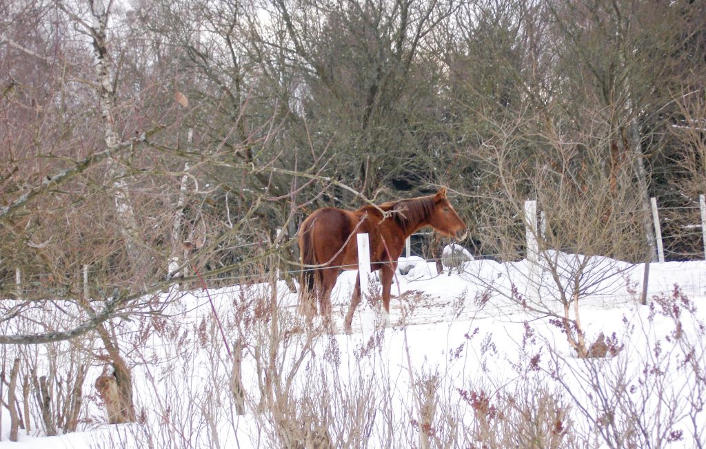 Ferieleilighet - Degeberga , Sverige - S01646 10