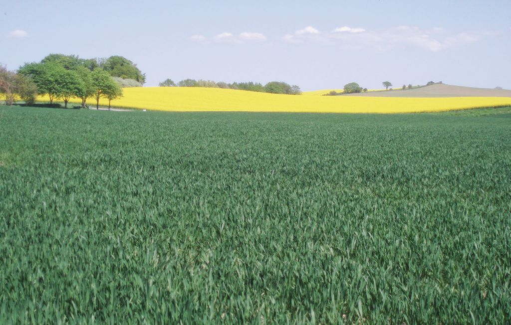 Ferienhaus - Ystad , Schweden - S01806 23
