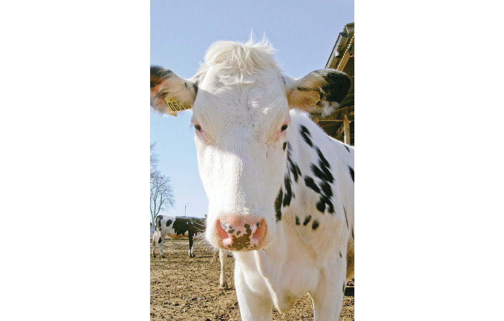 Ferienhaus - Tomelilla , Schweden - S01259 21