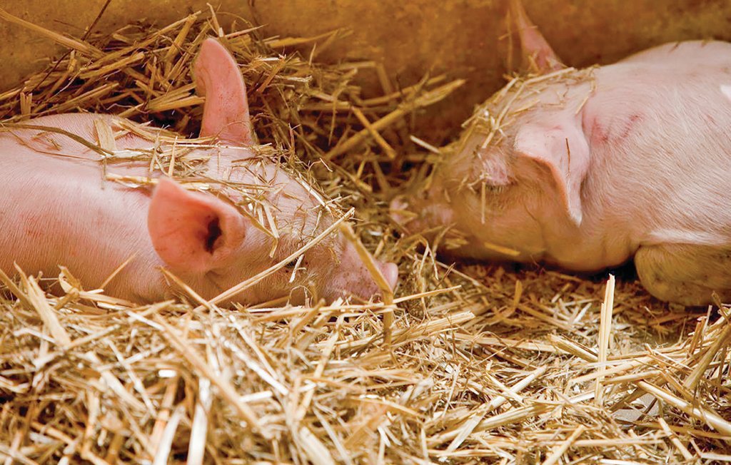 Ferienhaus - Tomelilla , Schweden - S01263 23