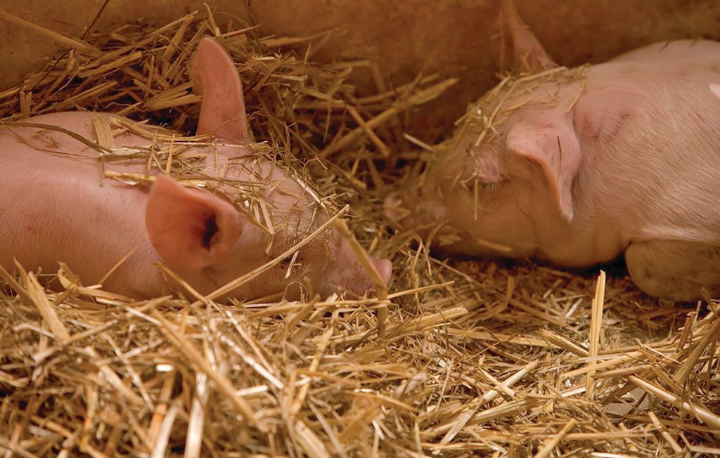 Feriehus - Tomelilla , Sverige - S01261 12