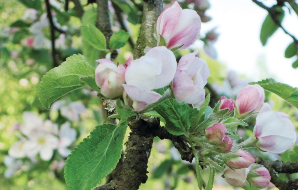Feriehus - Bjärrödssjön/Perstorp , Sverige - S01039 16