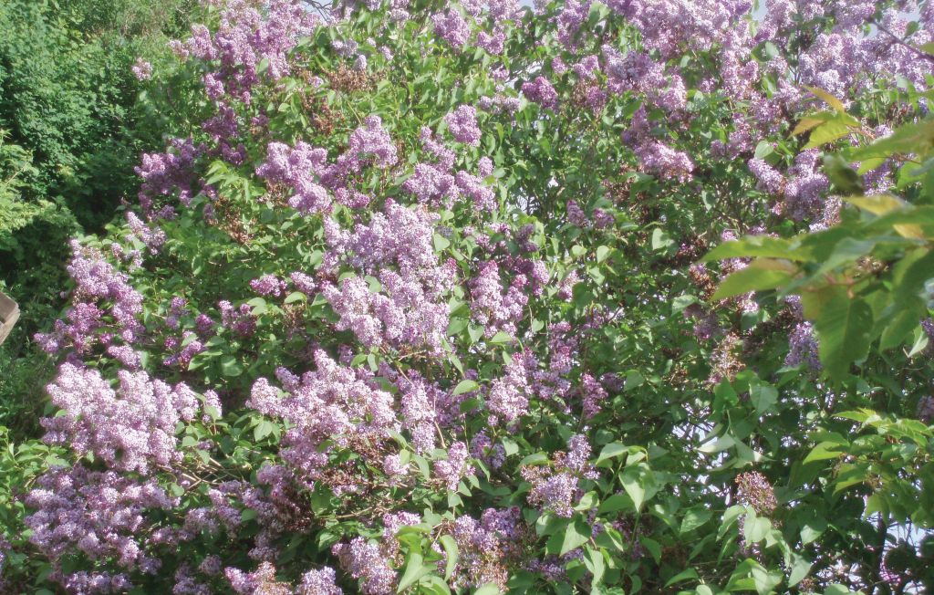 Ferienhaus - Ystad , Schweden - S01806 21