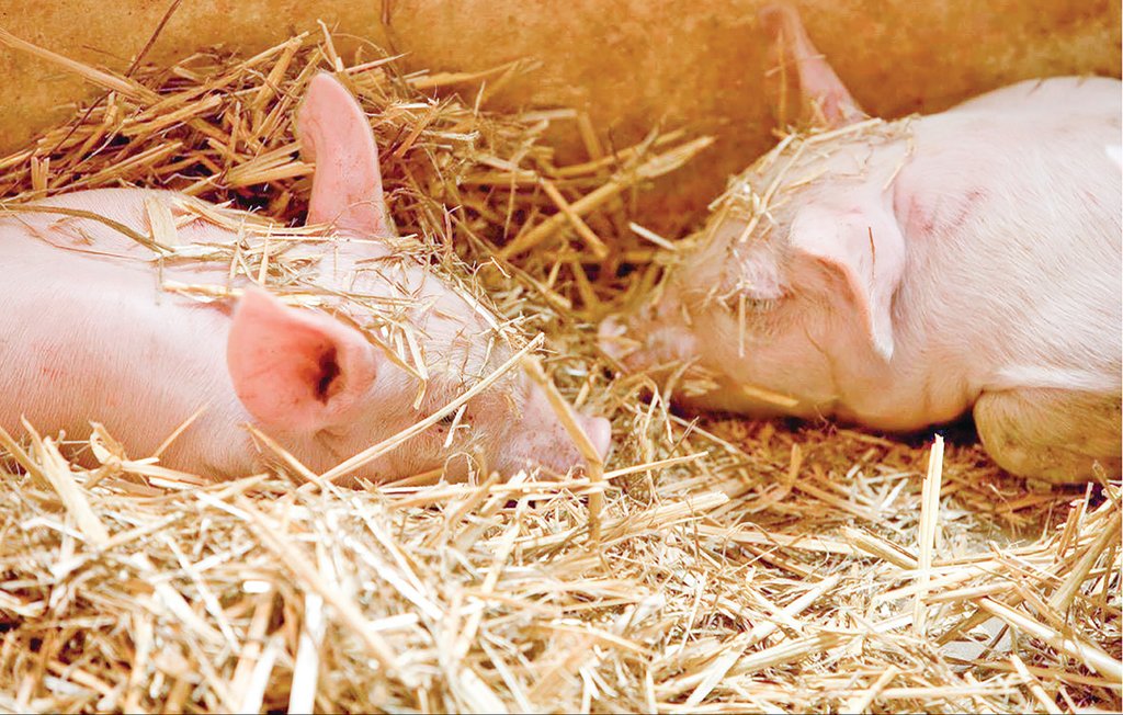 Ferienhaus - Tomelilla , Schweden - S01259 20