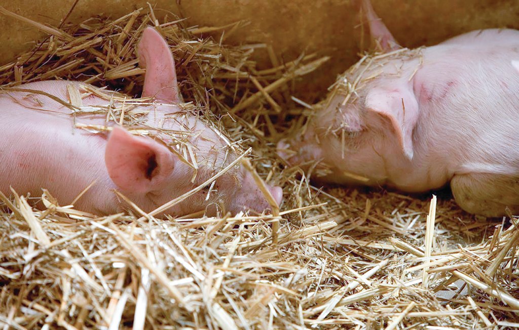 Ferienhaus - Tomelilla , Schweden - S01267 14