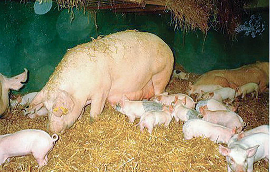 Ferienhaus - Tomelilla , Schweden - S01267 19