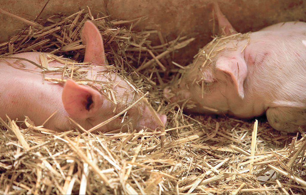 Ferienhaus - Tomelilla , Schweden - S01258 15