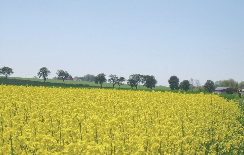 Ferienhaus - Tomelilla , Schweden - S01259 19