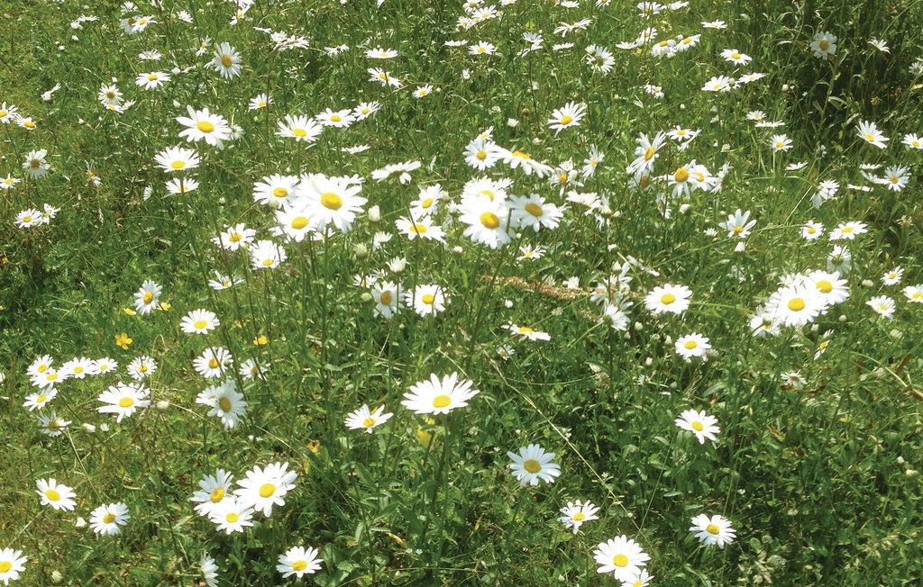 Ferienhaus - Tofta/Halmstad , Schweden - S02680 18