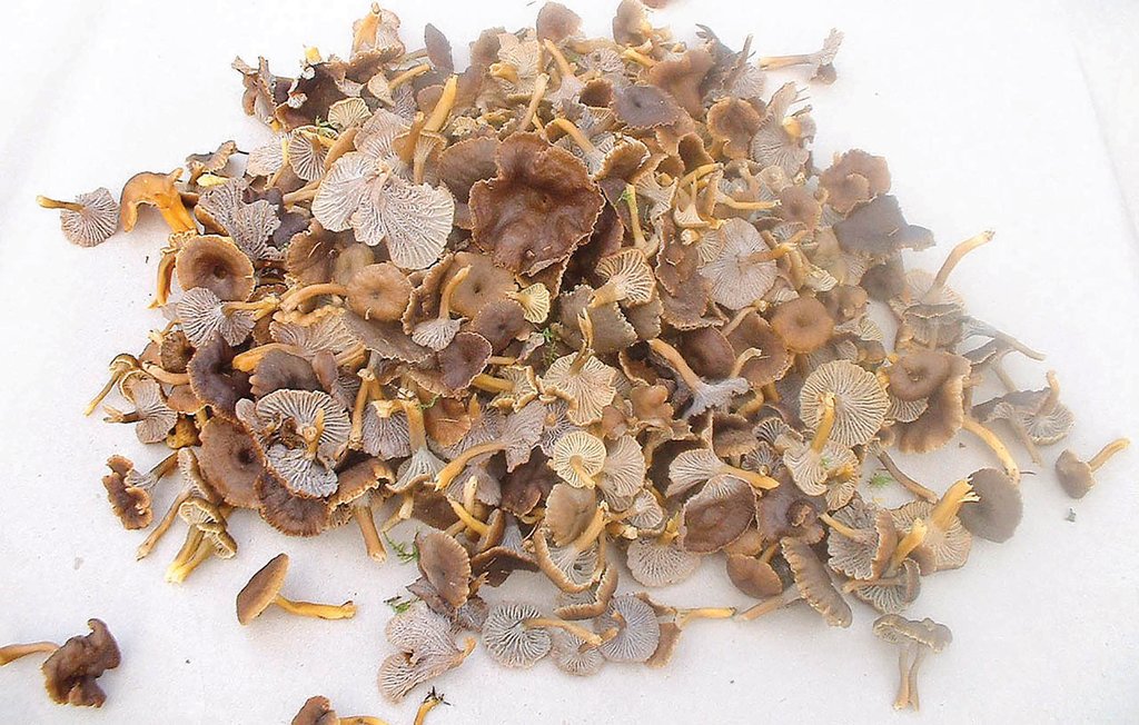 Feriehus - Gunnarp , Sverige - S02655 14