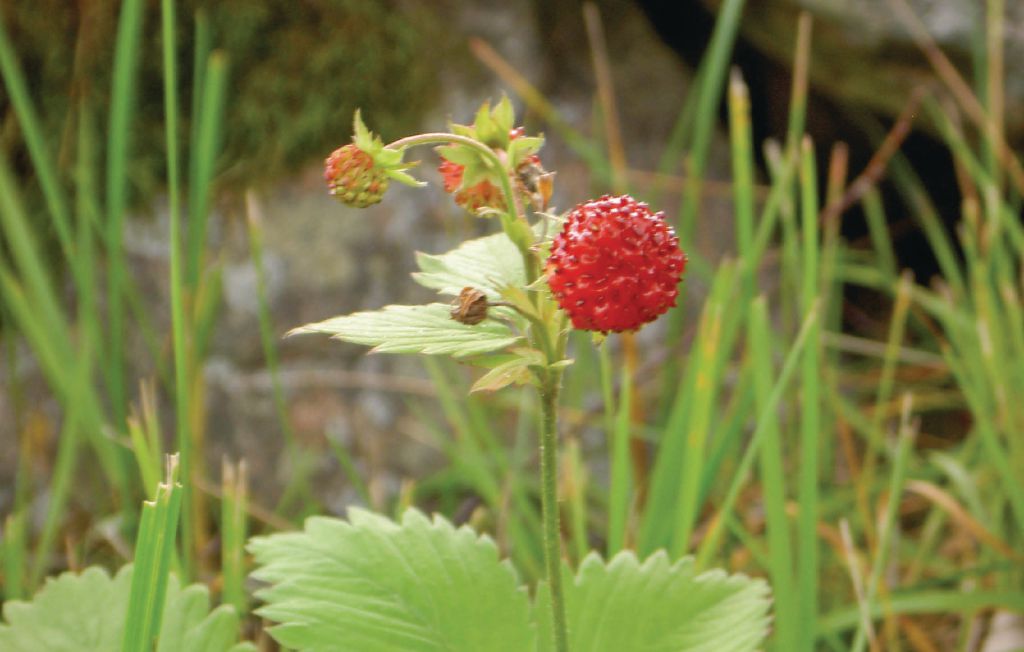 Ferienhaus - Torup , Schweden - S02570 17
