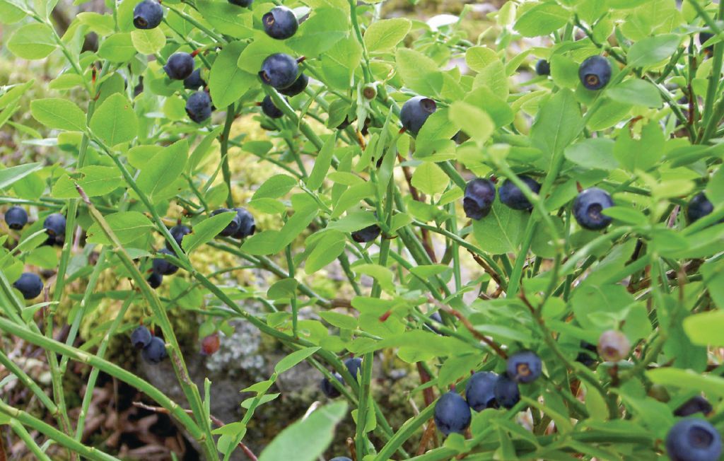 Ferienhaus - Torup , Schweden - S02570 20