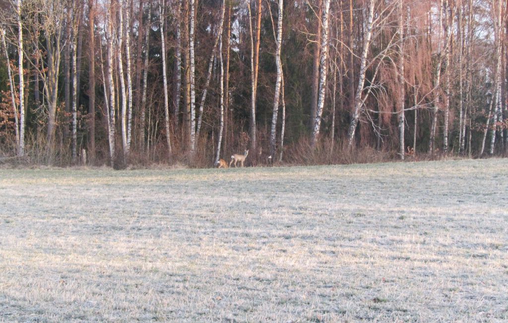Ferienhaus - Bolmsö , Schweden - S04900 24