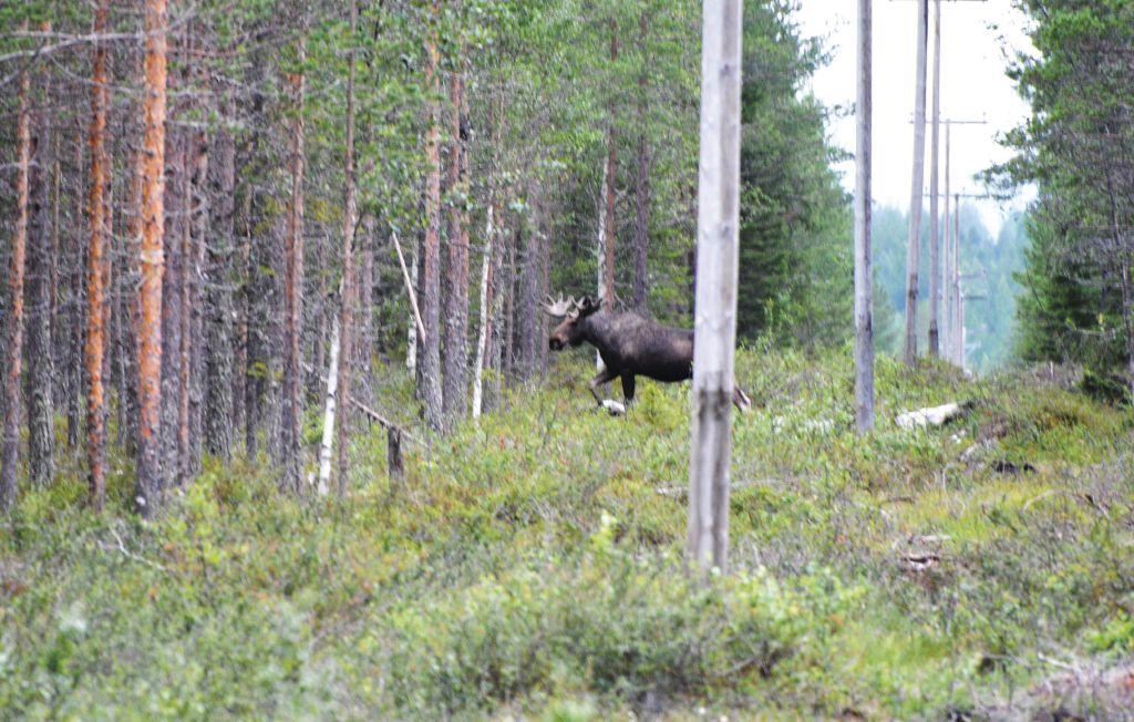 Feriehus - Loftsgård/Gislaved , Sverige - S04065 25