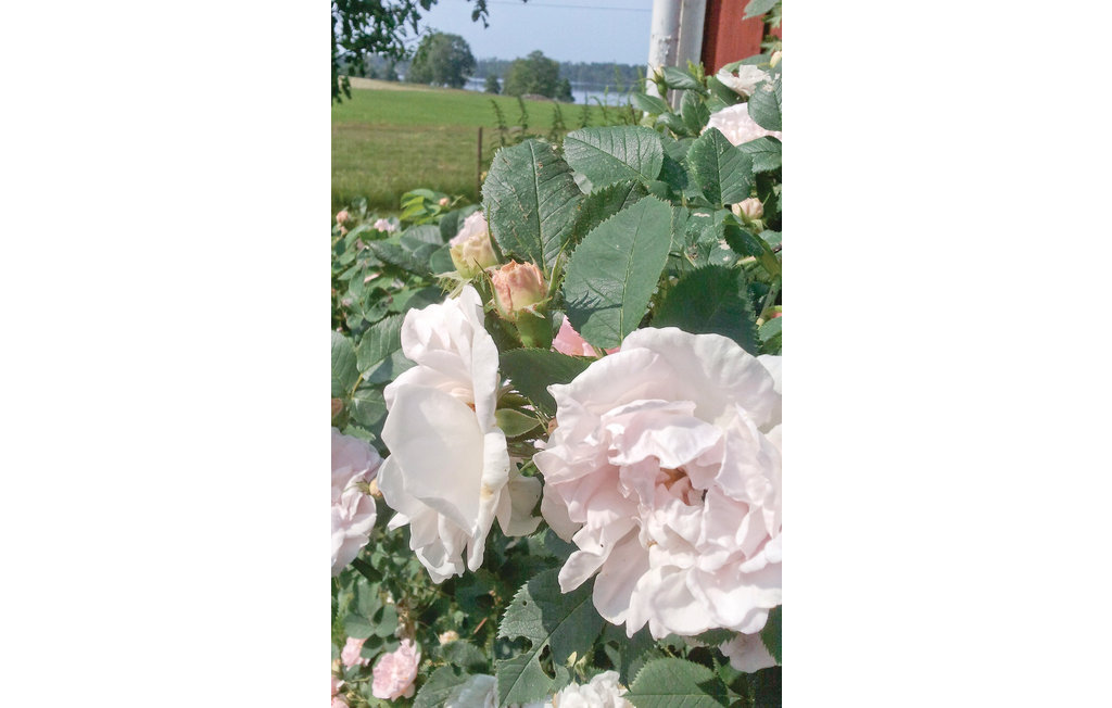 Feriehuse - Nästa/Värnamo , Sverige - S04624 18