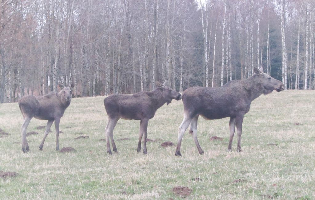 Ferienhaus - Bolmsö , Schweden - S04900 20
