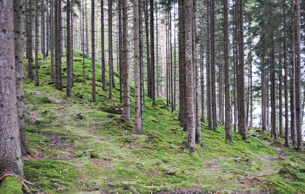 Feriehus - Loftsgård/Gislaved , Sverige - S04065 22