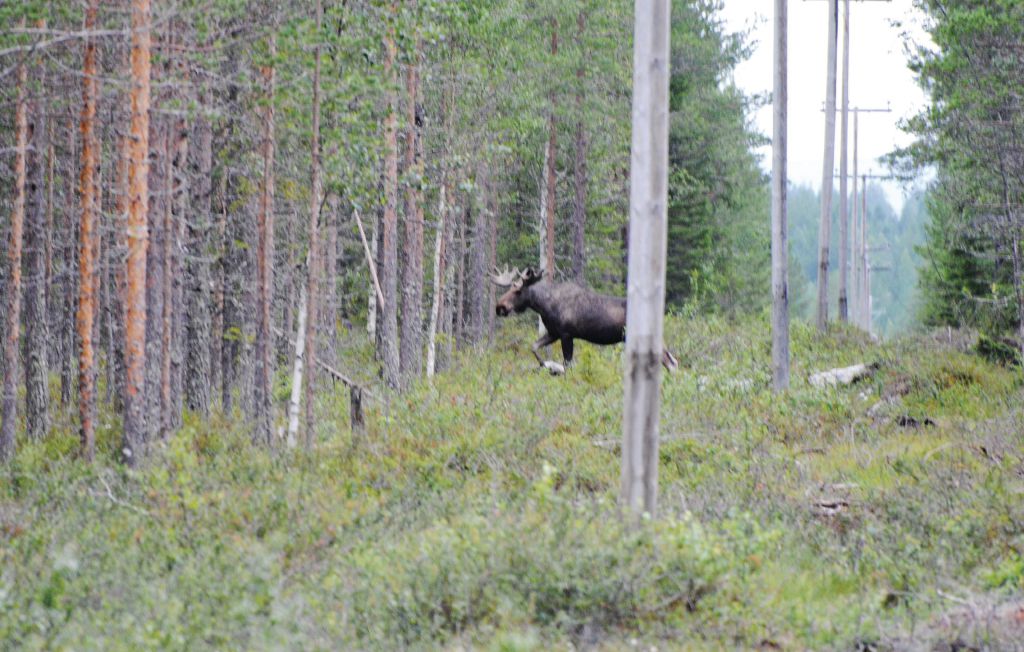 Feriehuse - Gislaved , Sverige - S04564 14