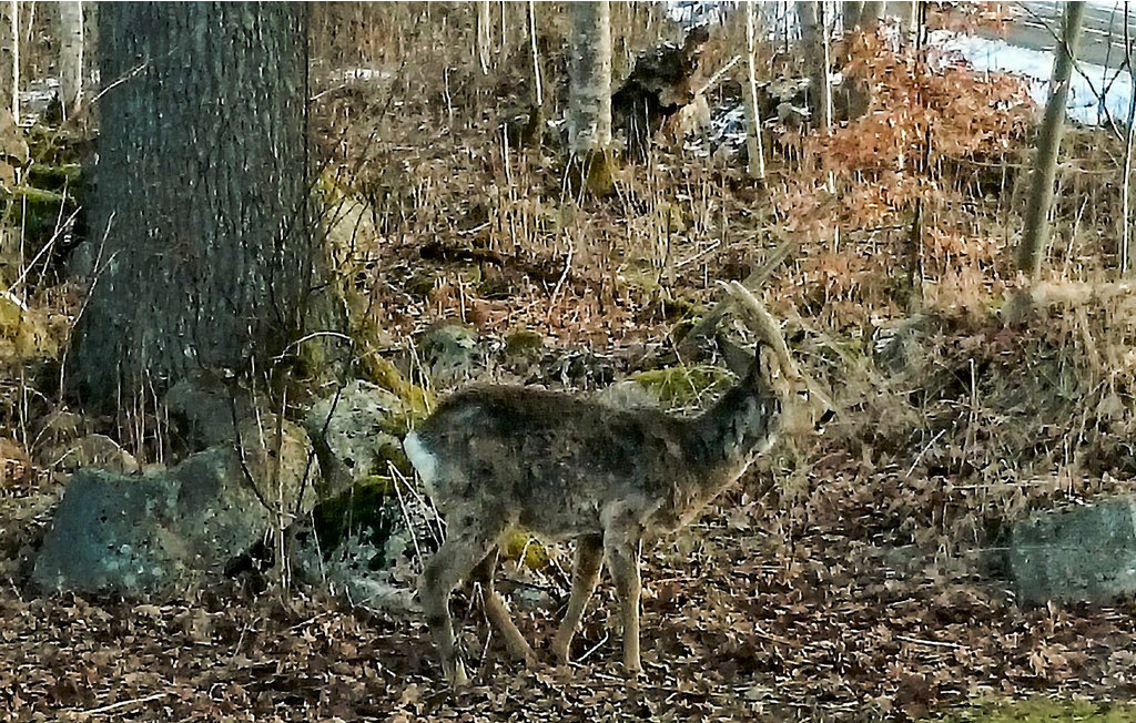 Feriehus - Sjötorpet/Bor , Sverige - S05737 32