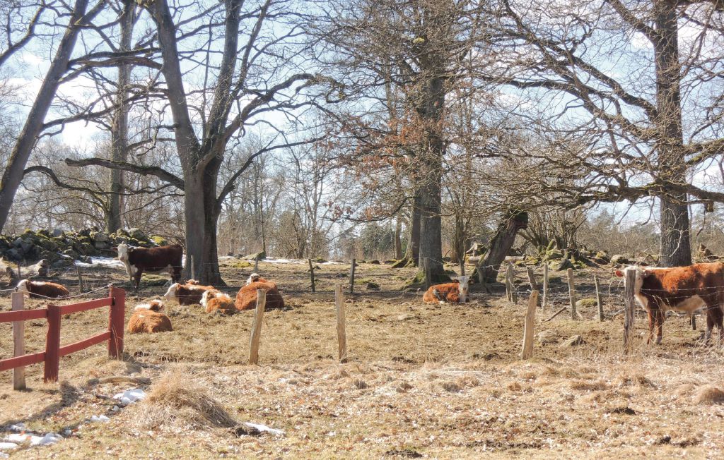 Ferienhaus - Älmhult/Virestad , Schweden - S05128 15