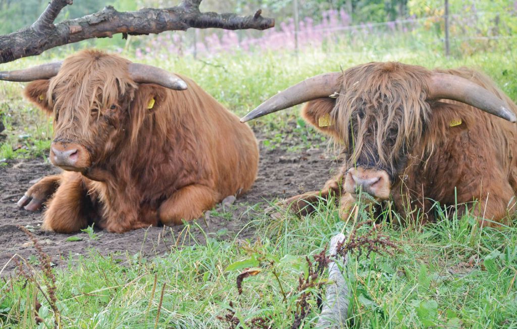 Feriehus - Sävsjö , Sverige - S05506 22