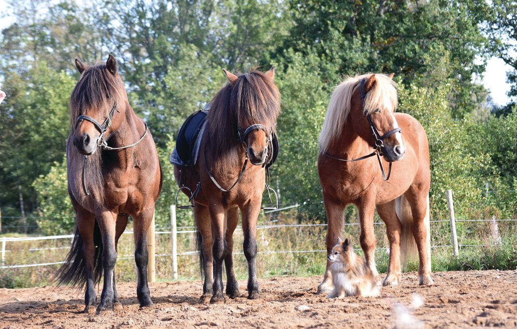 Feriehuse - Baggekulla/Lönnern , Sverige - S07171 20