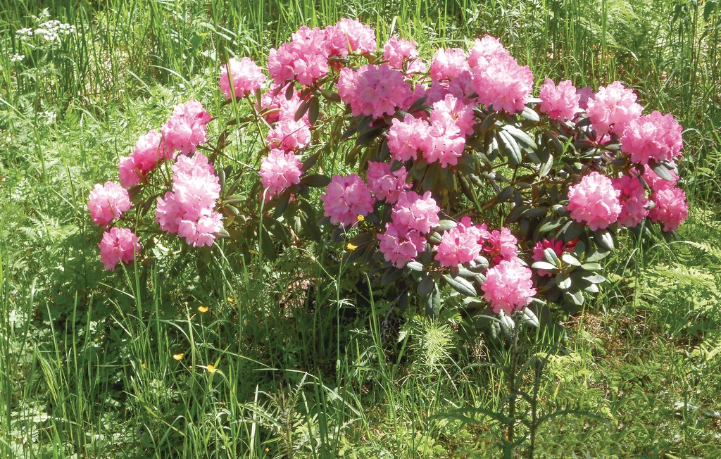 Ferienhaus - Hova/Gårdsjö , Schweden - S07237 11