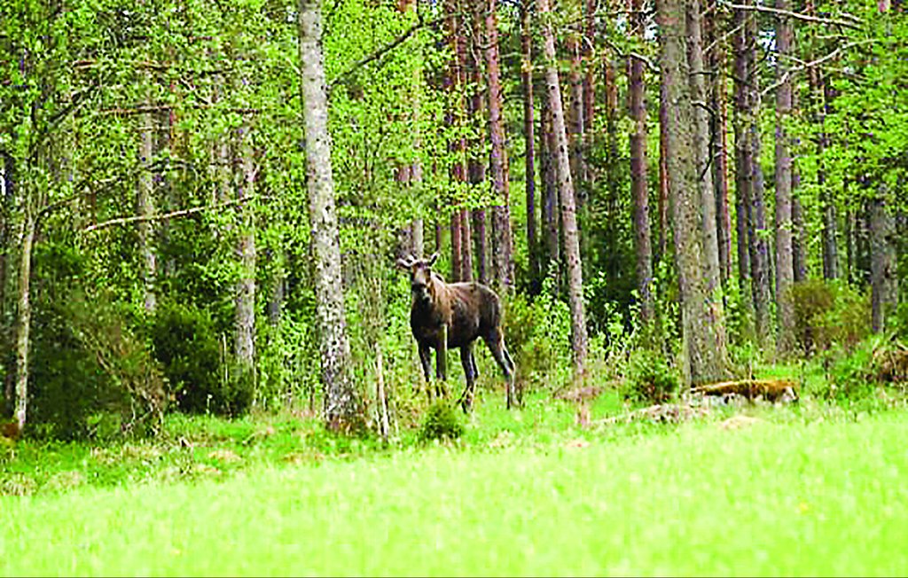 Feriehus - Ljungsarp , Sverige - S07547 15