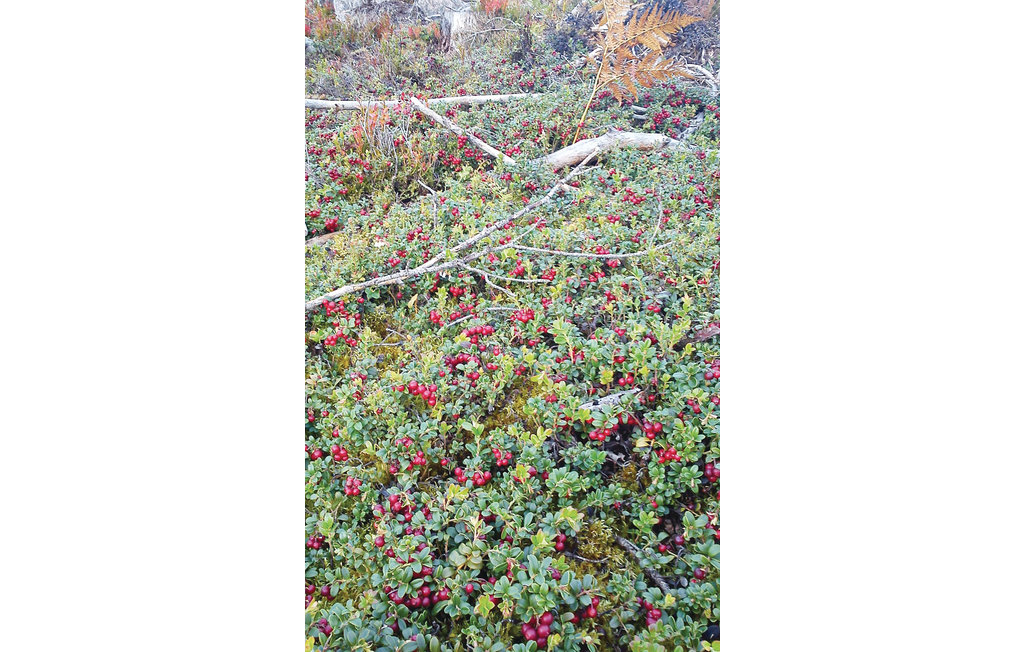 Feriehus - Gårdsjö , Sverige - S07054 14