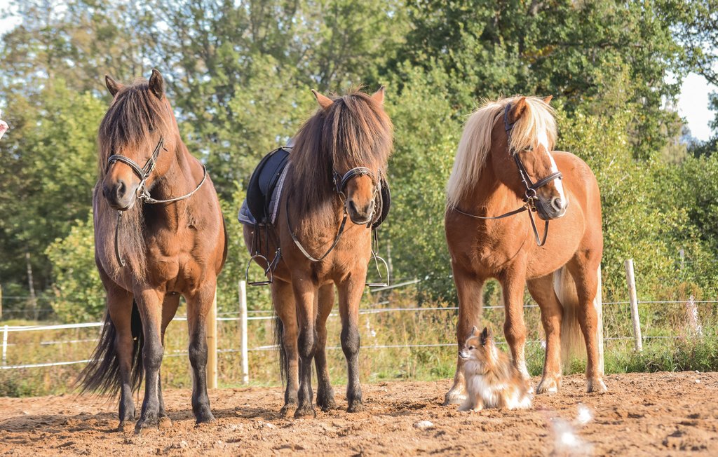 Feriehus - Baggekulla/Lönnern , Sverige - S07743 28