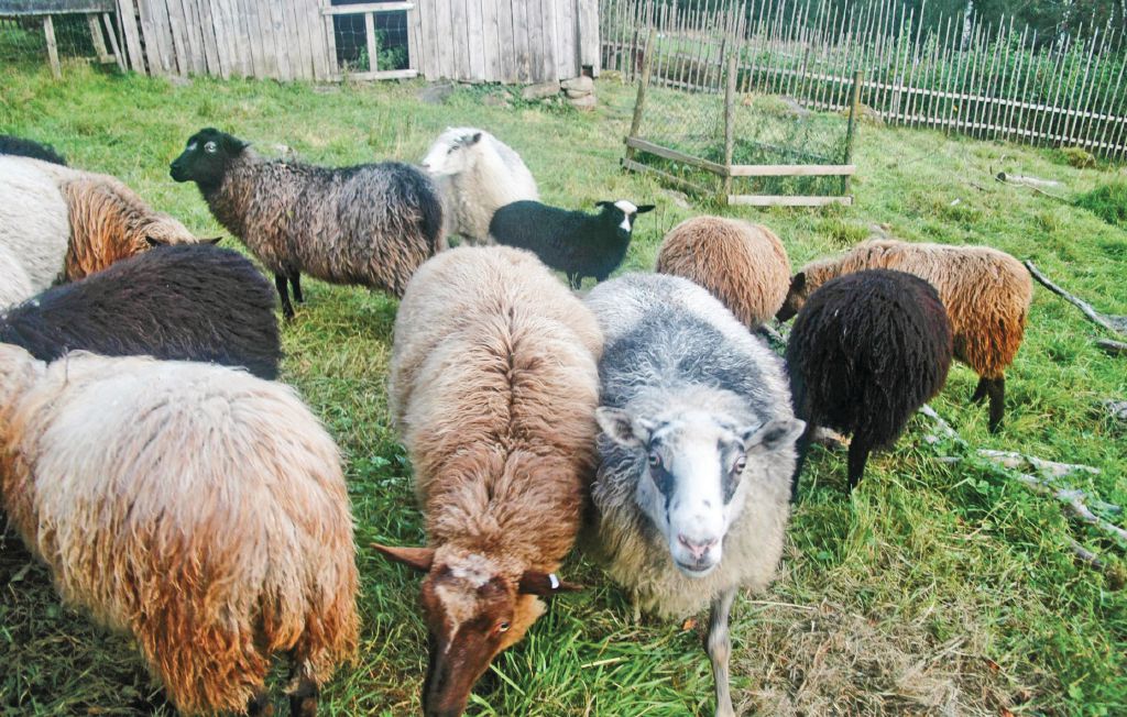 Feriehus - Svenljunga , Sverige - S07231 6