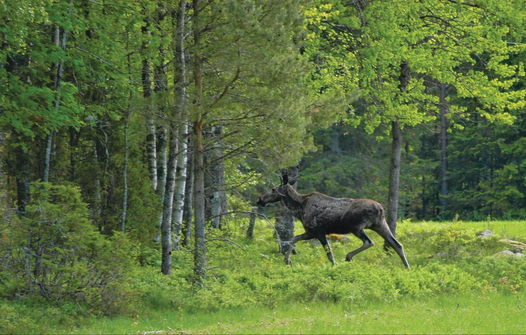 Stuga i Nossebro, 6 bäddar – bild 2 av 5