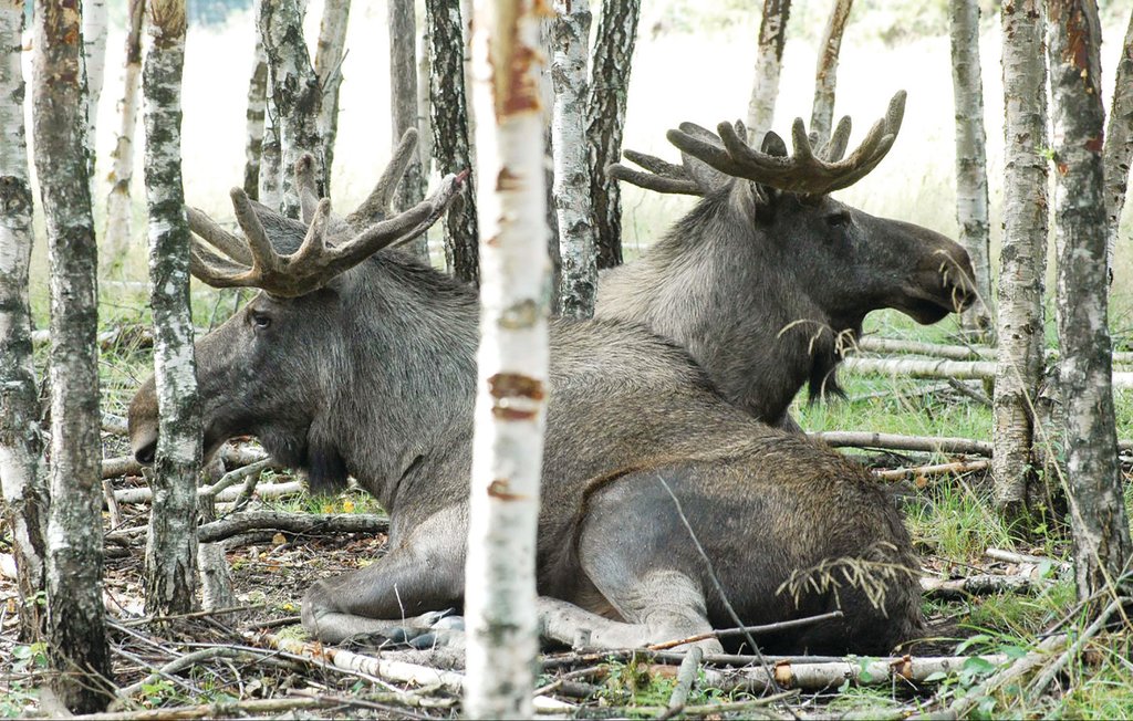 Ferienhaus - Slussen , Schweden - S08087 14