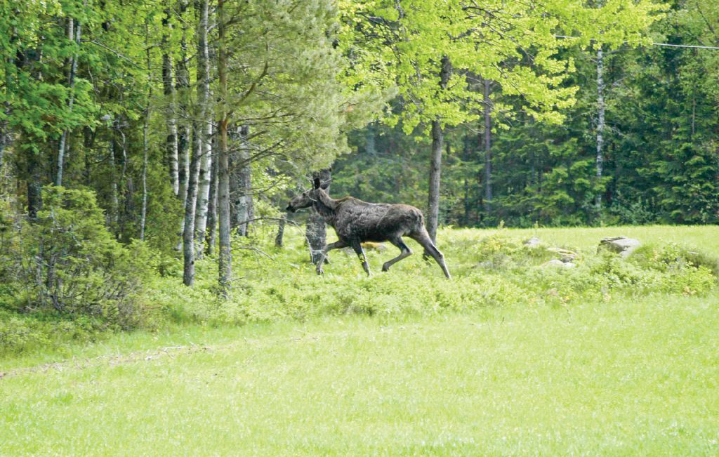 Feriehus - Uddevalla , Sverige - S08033 25