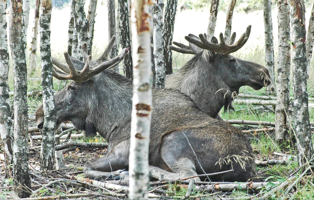 Ferienhaus - Bullaren/Sundshult , Schweden - S08027 12