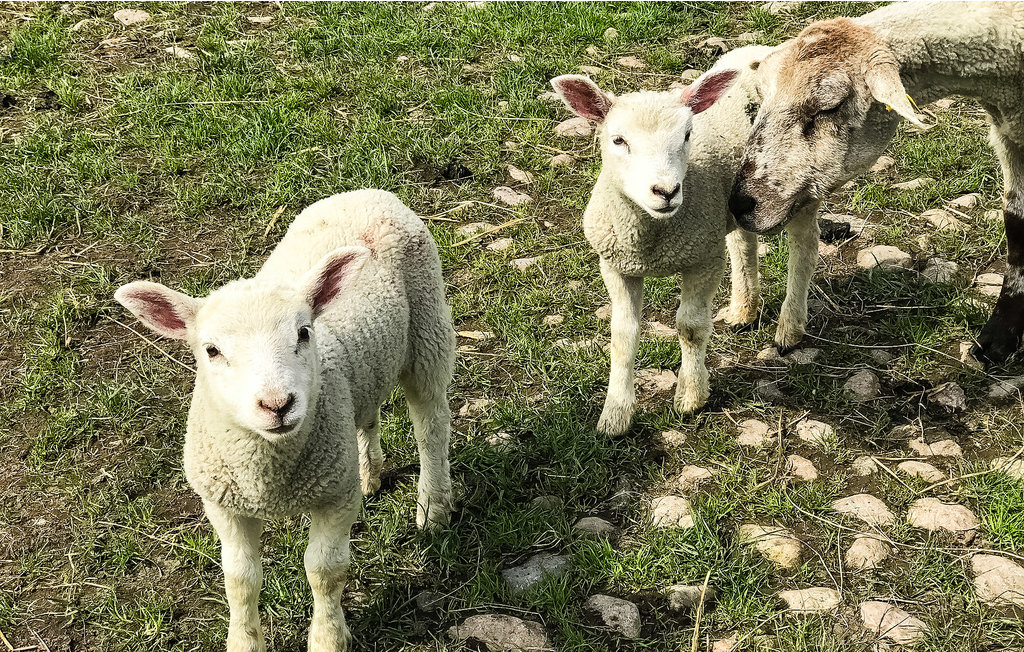 Feriehuse - Højer , Danmark - S10036 39
