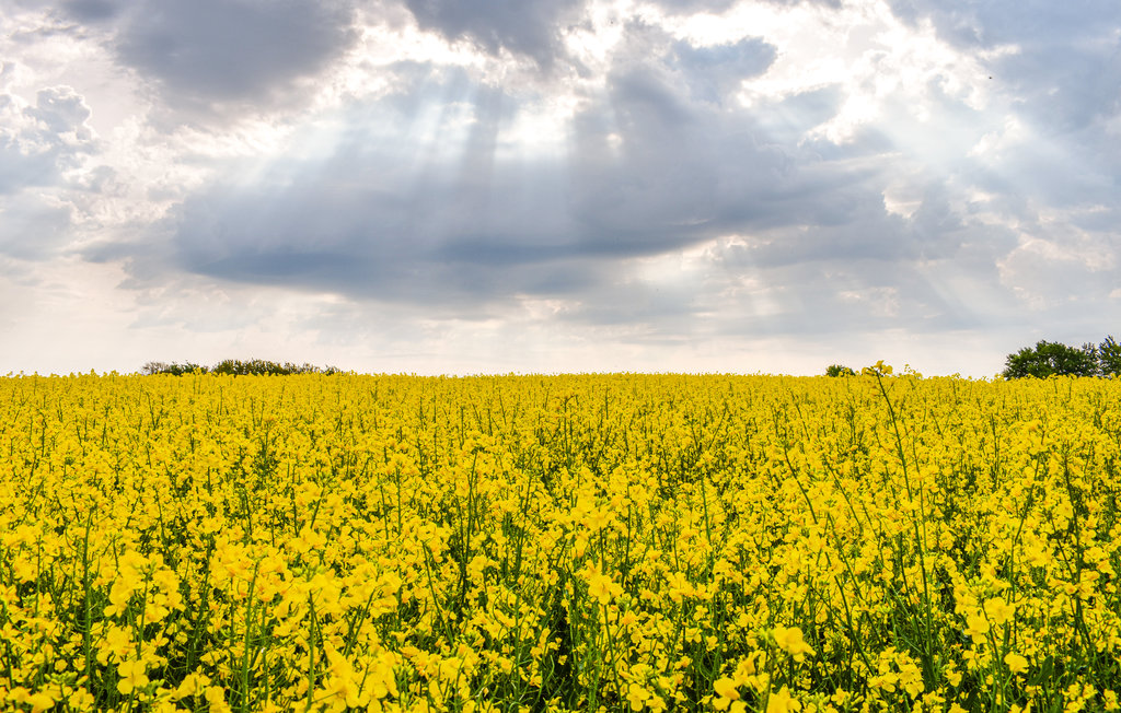 Feriehus - Höör/Ringsjön , Sverige - S11878 15