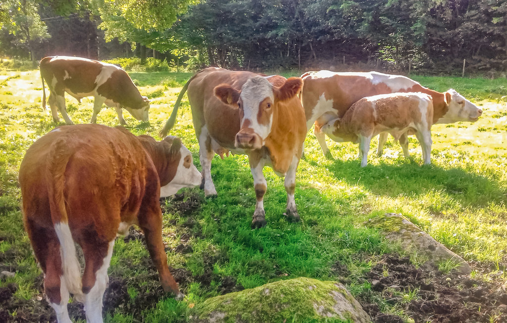 Ferienhaus - Harastorp/Röke , Schweden - S11342 10