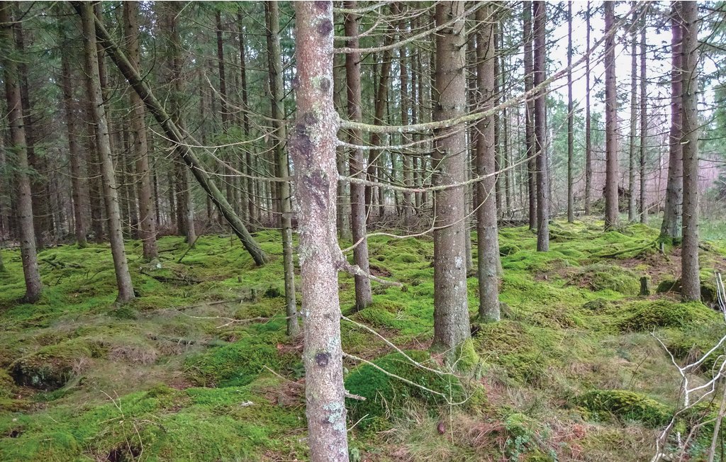 Ferienhaus - Vittsjö/Skånes Fagerhult , Schweden - S11195 15
