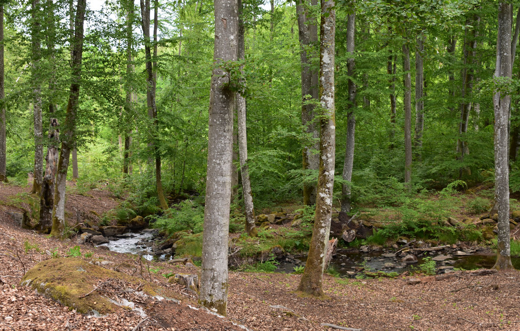 Semesterhus - Hässleholm/Vinslöv , Sverige - S11579 17