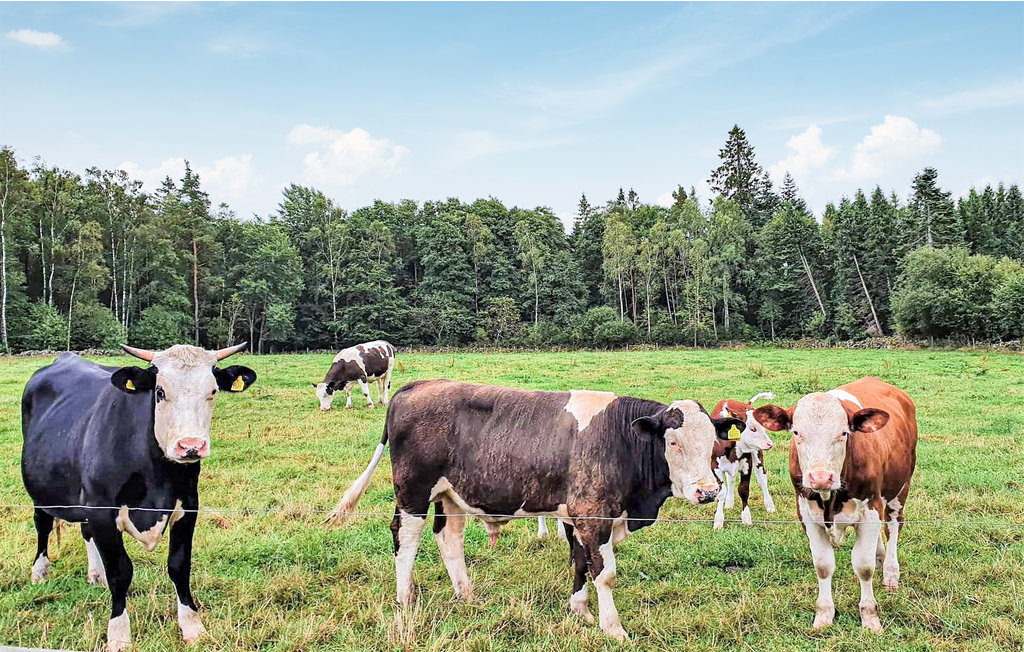 Ferienhaus - Munka Ljungby/Örkelljunga , Schweden - S11922 12
