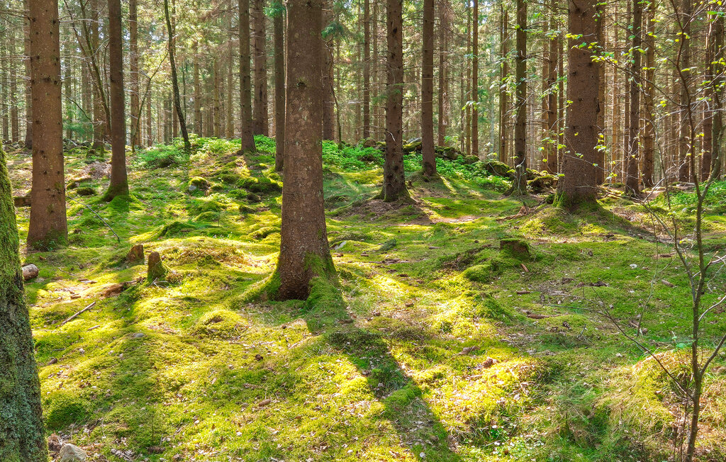 Feriehuse - Flyinge/Revinge/Lund , Sverige - S11960 14