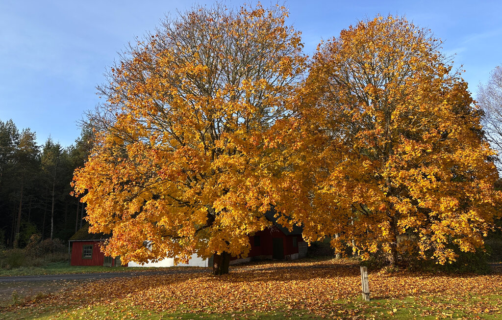 Ferienhaus - Skånes Fagerhult , Schweden - S11825 14