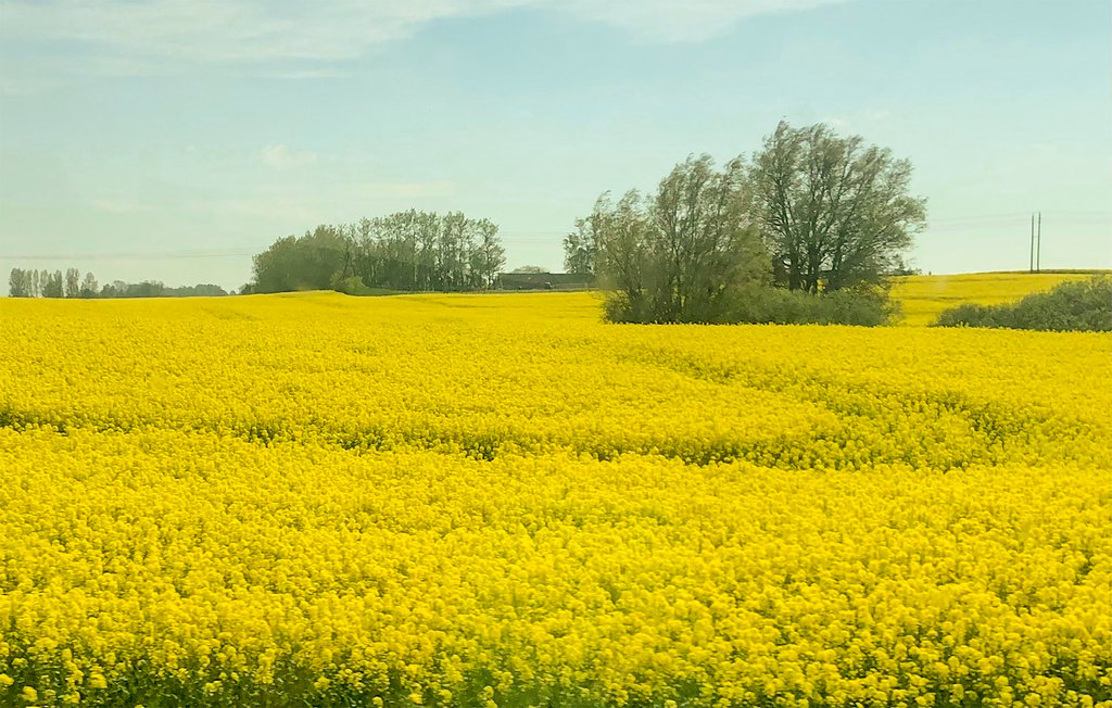 Ferienhaus - Ystad/Snårestad , Schweden - S12090 7