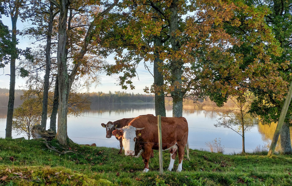 Feriehuse - Örkelljunga/Hultasjön , Sverige - S12044 15
