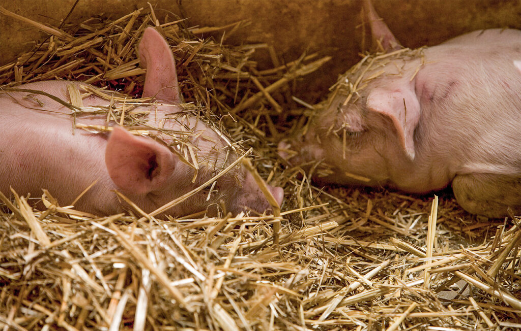 Ferienhaus - Bollerup/Tomelilla , Schweden - S12103 37