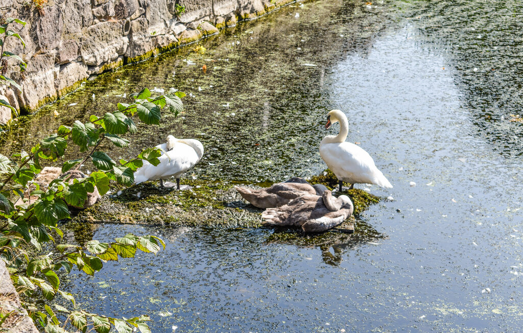 Ferienhaus - Bollerup/Tomelilla , Schweden - S12103 38