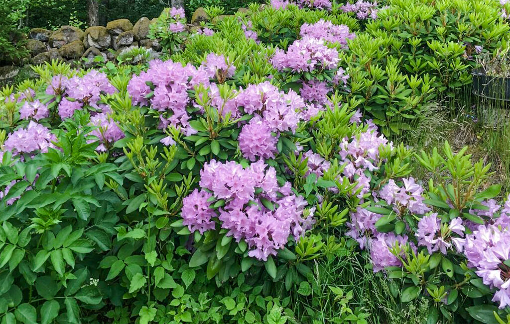 Ferienhaus - Svenstorp/Tyringe , Schweden - S12172 13