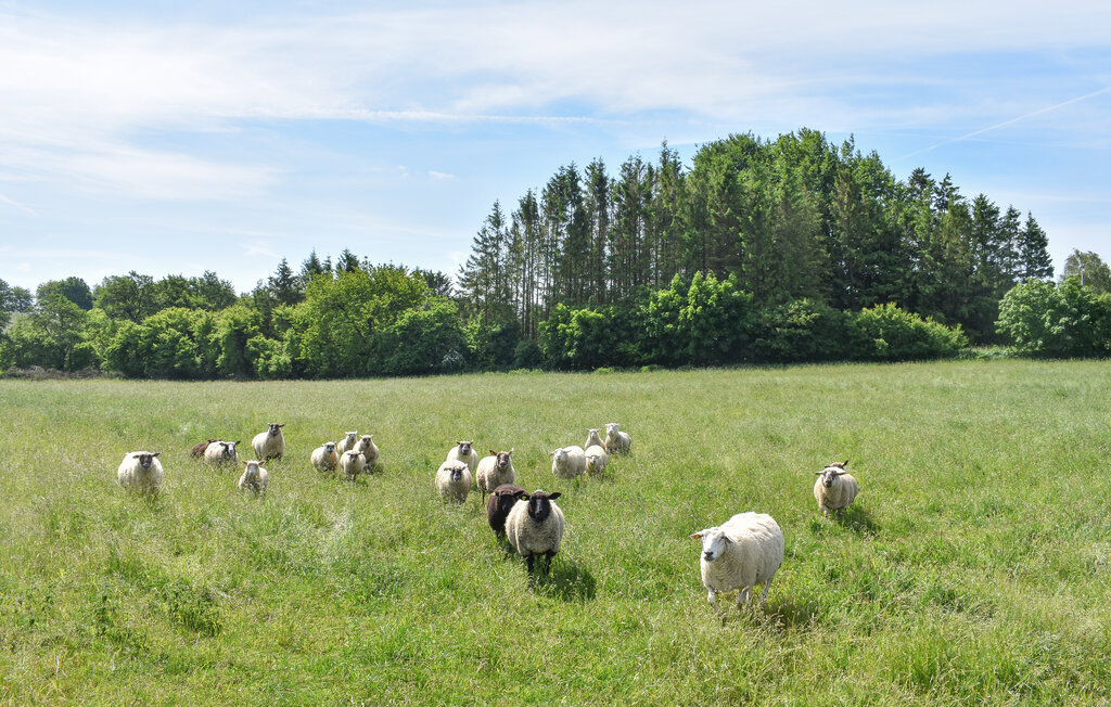 Feriehus - Tranås/Tomelilla , Sverige - S12129 8